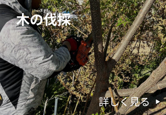 木の伐採