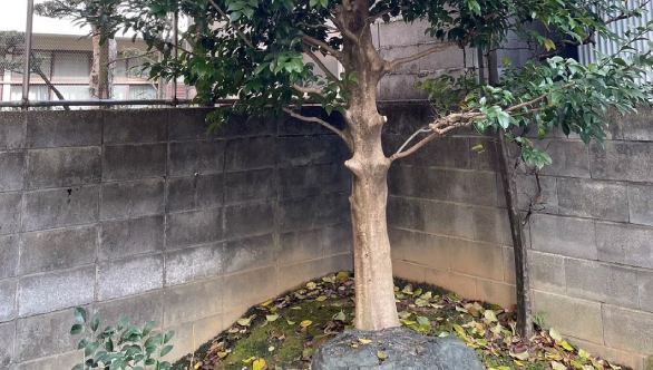 庭木