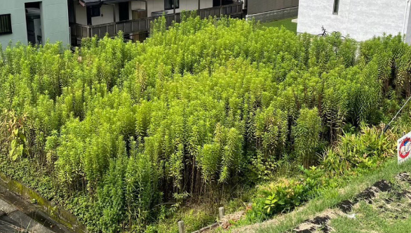 雑木林