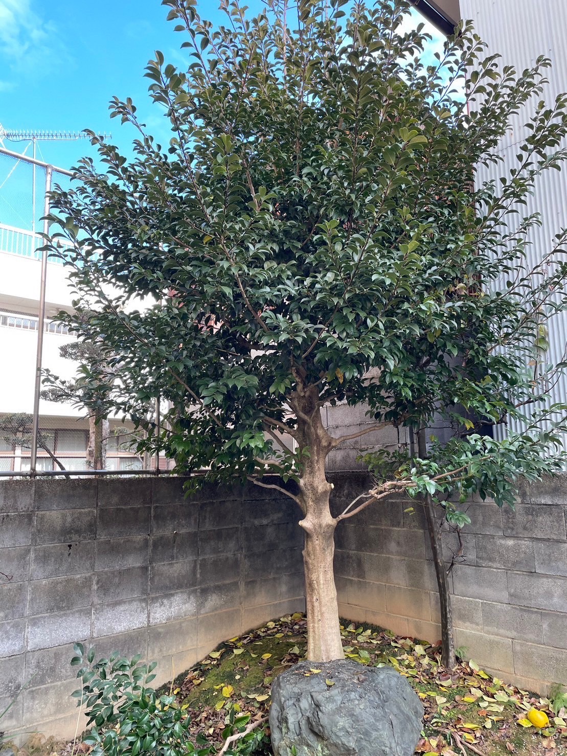 伐採
